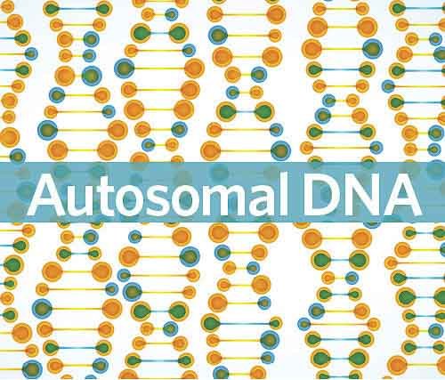 Autosomal Genealogy Test